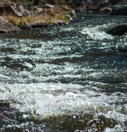 Clear, fast-flowing stream over rocks with sparse riverside vegetation.